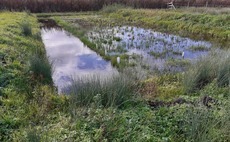Study: Farming flood tolerant crops on wetted peatlands can aid nature and the climate