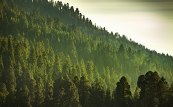 Only 22% of asset managers have 'credible' net zero plan despite 81% pledging targets