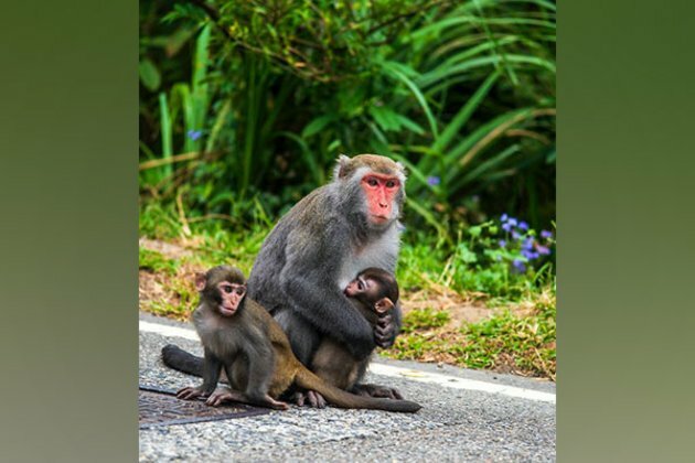 Female monkeys live longer with female pals: Research
