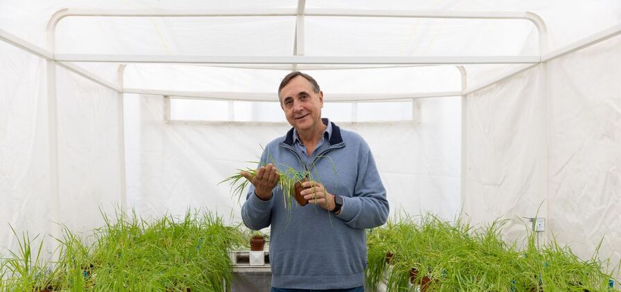 University of Sydney Plant Breeding Institute (PBI) director, Professor Richard Trethowan, has led a team which has developed a ‘biologically perfect’ system to allow large-scale creation of hybrid wheat. 