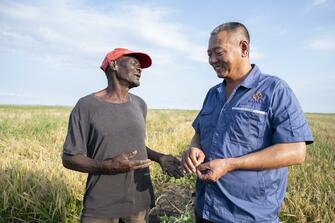 (Hello Africa) Chinese rice farm helps Mozambican farmers harvest better life