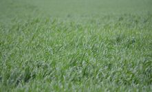 Many crop growing regions felt the pain of  hot, dry spells throughout September and October. 