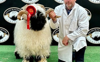 Valais Blacknose record smashed