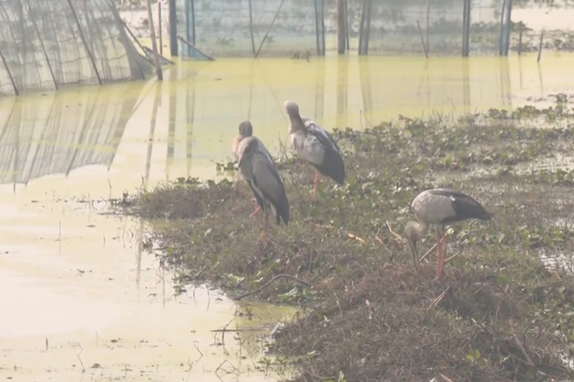 Odisha: Migratory birds arrive at Chilika Lake as temperature drops