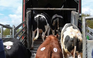 Farmers and transporters urged to look out for ingrown horns following increased risk