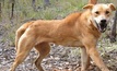 Qld wild dog success; how does the rest of Australia fare?