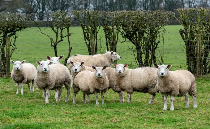 Farmers are being urged to be vigilant with their overwintered lambs' health this year. 