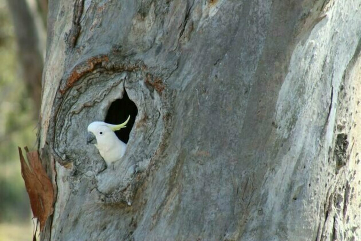 Making younger trees age faster could create more homes for wildlife - and it can be done without chainsaws