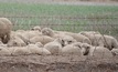  Graziers need to be wary of phalaris toxicity. Picture Mark Saunders.