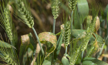   Researchers have discovered Group 11 (strobilurin) resistance in Septoria tritici blotch (STB). Photo Evan Collis Photography.