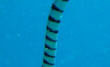  Sea snakes are best known for residing in warm shallow tropical waters