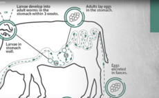 Animated LIFECYCLE of the Gutworm