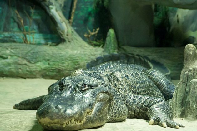 Moscow Zoo Marks Death Of 83-Year-Old American Alligator