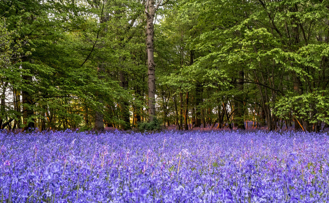 The Arlington bluebells which attract more than 20,000 people every year (Image by Pete Goldsmith)