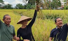 A Vale supplied image of local rice farmers in Pomalaa.