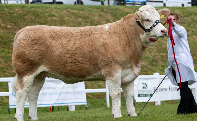 Simmental heifer scores at Royal Cornwall Show 