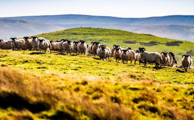 Emissions from Scottish farming drop almost 3 per cent