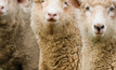 Research has found genetics play a large factor in determining the temperament of sheep.