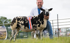 Ice Queen reigns supreme in Cheshire's sheep rings