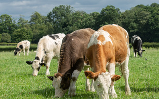 Why you should invest now to get the most out of EID technology on-farm