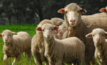 A breeding objective will help producers identify traits, expressed as Australian Sheep Breeding Values (ASBVs).