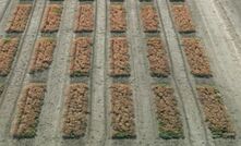Following promising results in lab-based work and the glasshouse trial, four field trials have been set up at sites across Australia, including a chickpea trial at Condobolin, New South Wales (pictured).
