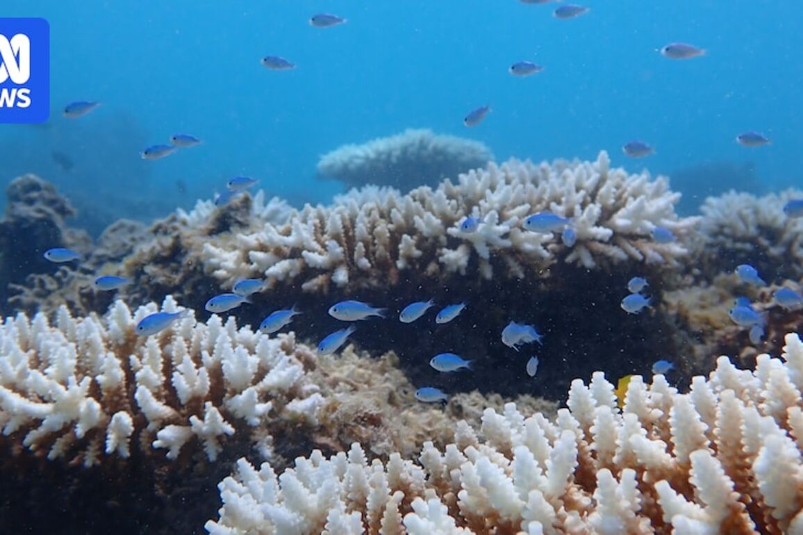 Ningaloo Reef coral selective breeding doubles its heat tolerance, study finds