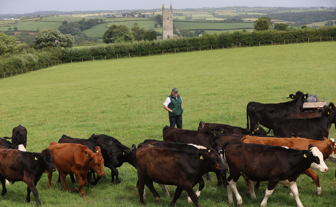 Alongside the suckler herd, the Harpers also raise Aberdeen-Angus-sired dairy cross calves