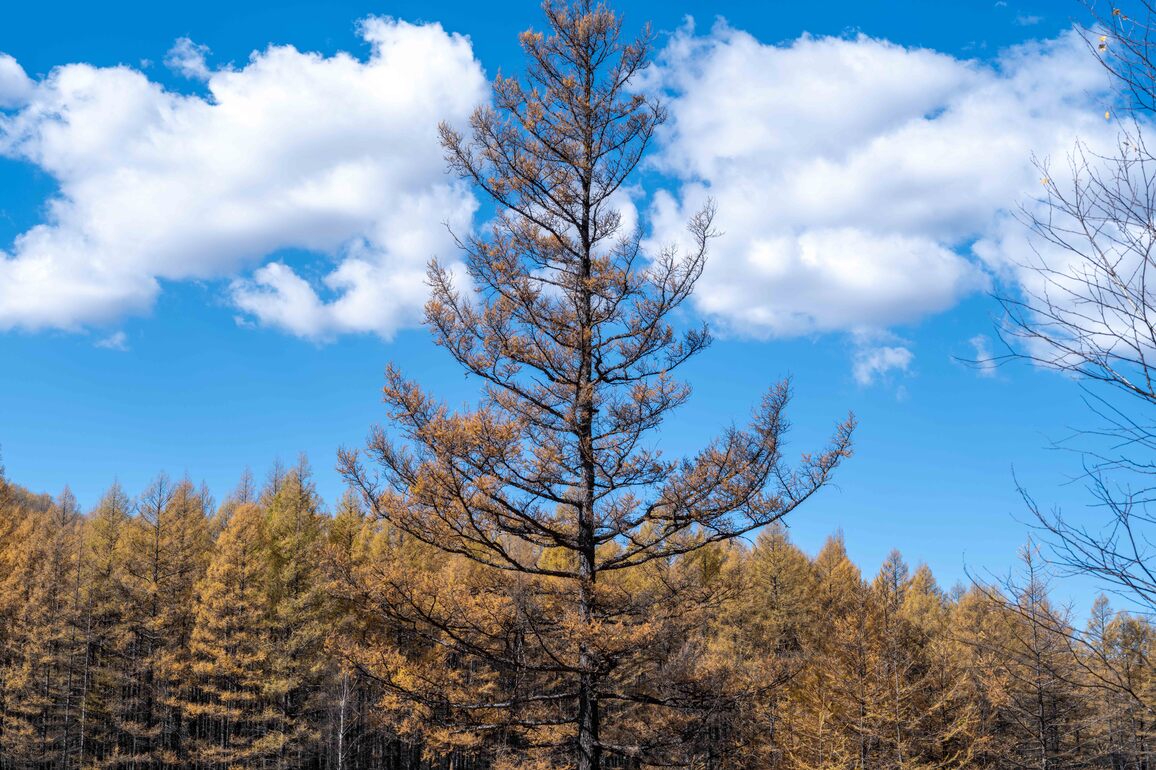 CHINA-INNER MONGOLIA-HULUN BUIR-AUTUMN-SCENERY (CN)