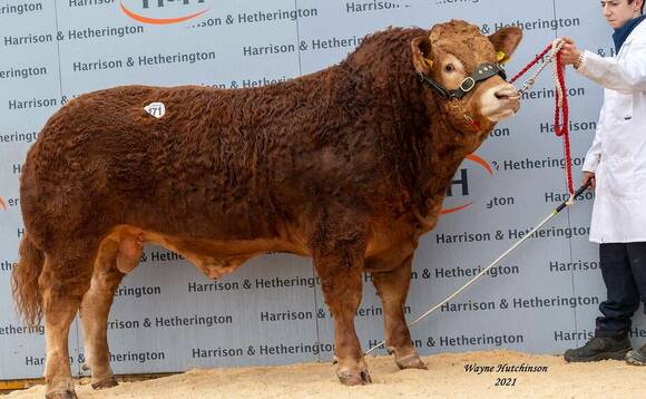 Limousin bulls top at 42,000gns at Carlisle