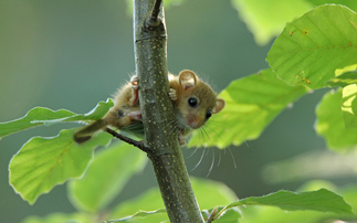 Government touts £30m funding boost for habitat protection in England