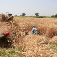 PAKISTAN-LAHORE-WHEAT-HARVEST