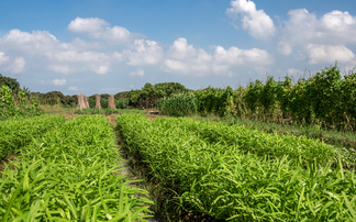 'Credibility gap': Are corporate regenerative farming programmes delivering on their promise?