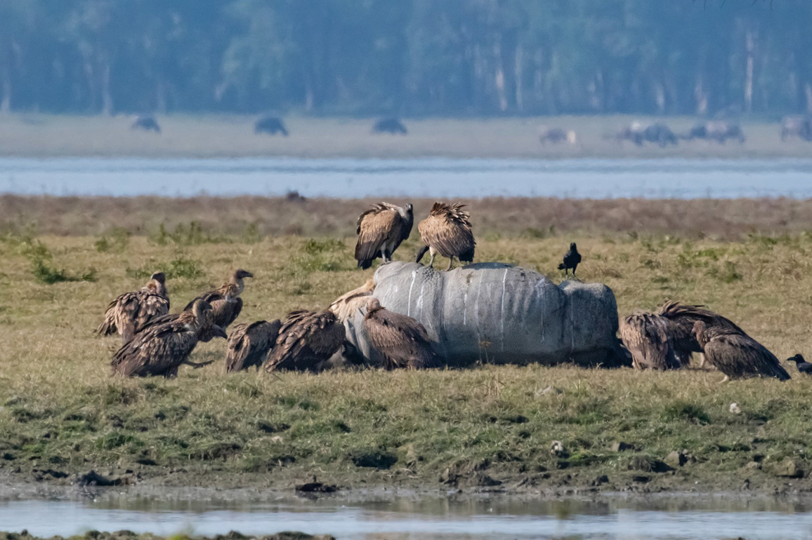 Kaziranga National Park gets 35 critically endangered Vultures