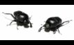  G. sturmi dung beetles will soon be available for release in Australia. Image courtesy Alberto Zamprogna, CSIRO European laboratory.