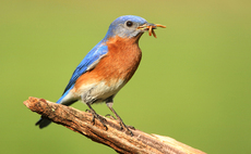 Deals in focus: Earlybird makes first commitments from CEE-focused fund