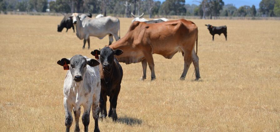 An ongoing cattle class action surrounding the 2011 live export suspension has been dealt another blow. 