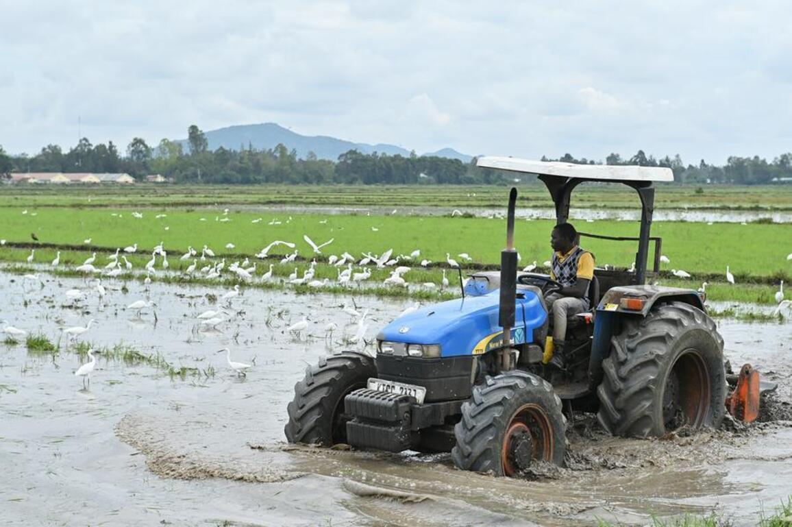 (Hello Africa) Chinese-built irrigation project brings "gravity-fed" hope to Kenyan farmers