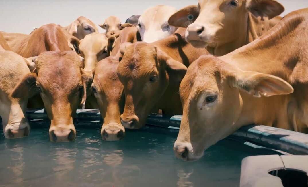 An automated water medication system can help to take the guesswork out of providing mineral supplements to cattle.