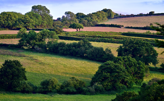 The Agroforestry Show brought farmers and environmentalists together to talk about the economic benefits of trees