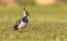 Declining bird species are being supported by farms providing supplementary feeding, data shows