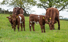Beef Shorthorns thrive on upland farm
