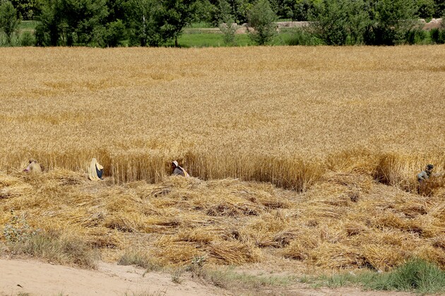 PAKISTAN-MULTAN-WHEAT-HARVEST