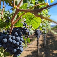 Mountain Wine Storage partners with Tupelo for 'bring your own wine' dinner - Park Record