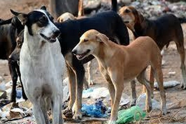 BBMP to launch daily feeding programme for stray dogs in Bengaluru