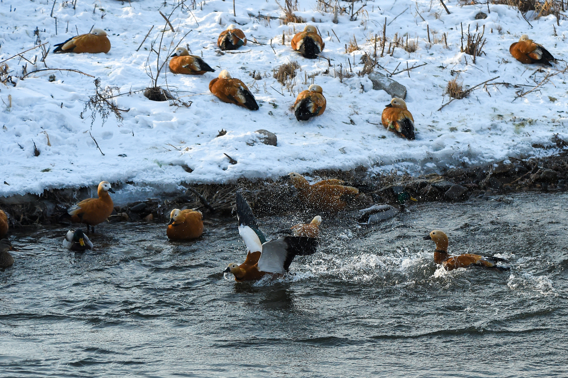 CHINA-JILIN-BIRD GUARDIANS-CONSERVATION (CN)
