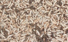 UK lags behind on insects as feed