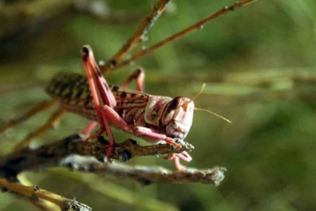 US$70 million needed to stop locust outbreak in East Africa