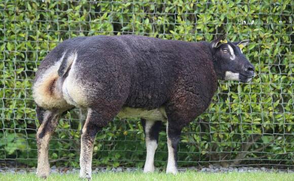 Summer Stunners sell to 5,300 for Badgerface Texel