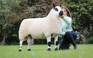 Kerry Hills soar to breed record 12,000gns at Ludlow sale